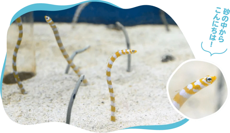 [Advance Tickets] Shin Sapporo Sunpiazza Aquarium Advance Ticket Reservations (Sapporo, Hokkaido)
