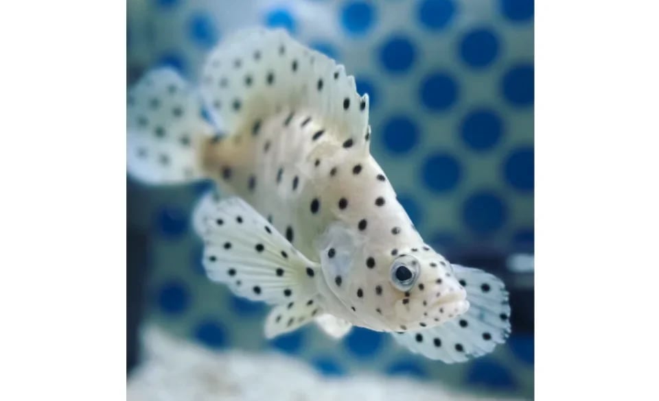 [Advance Tickets] Shin Sapporo Sunpiazza Aquarium Advance Ticket Reservations (Sapporo, Hokkaido)
