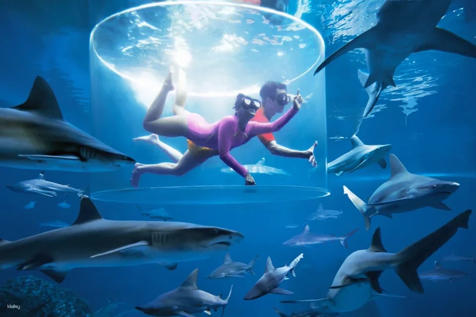 Adventure Cove Waterpark Ticket | Resorts World Sentosa, Singapore
