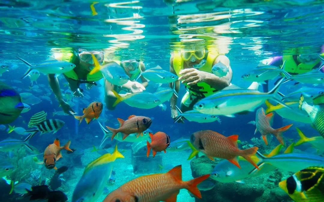 Adventure Cove Waterpark Tickets Image 8
