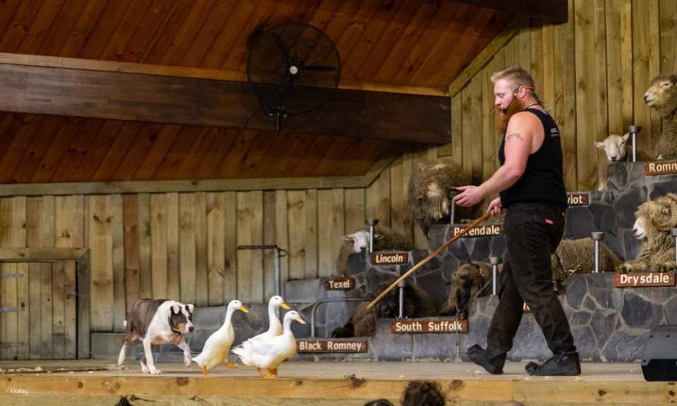 Agrodome Farm Show + Farm Tour Experience | New Zealand