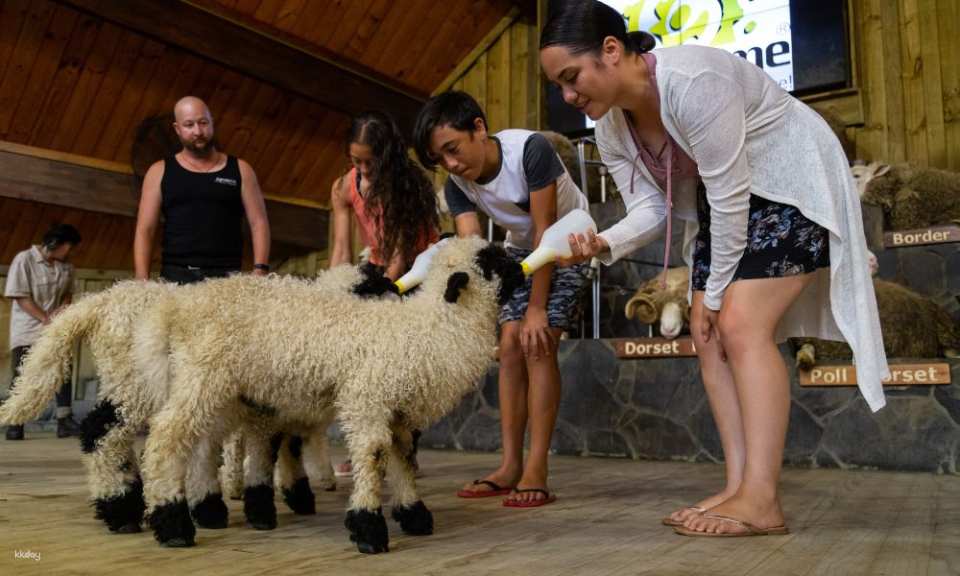 Agrodome Farm Show + Farm Tour Experience | New Zealand