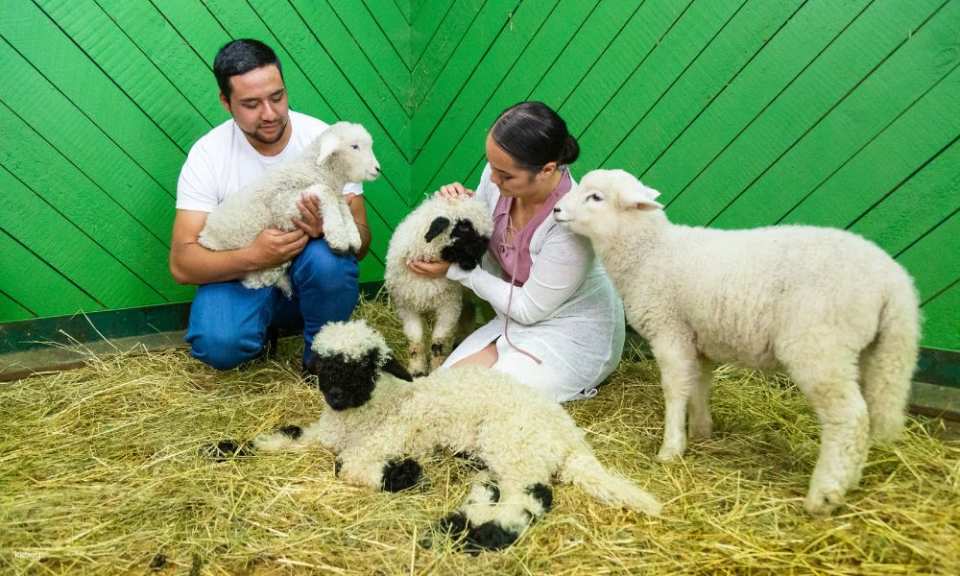 Agrodome Farm Show + Farm Tour Experience | New Zealand