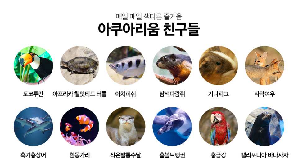 [Ticket Available for Use After 1 Hour of Purchase] Alive Aquarium Daegu Ticket | South Korea