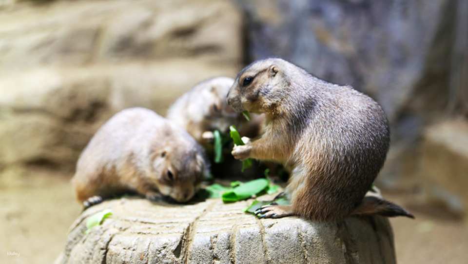 [Ticket Available for Use After 1 Hour of Purchase] Alive Aquarium Daegu Ticket | South Korea