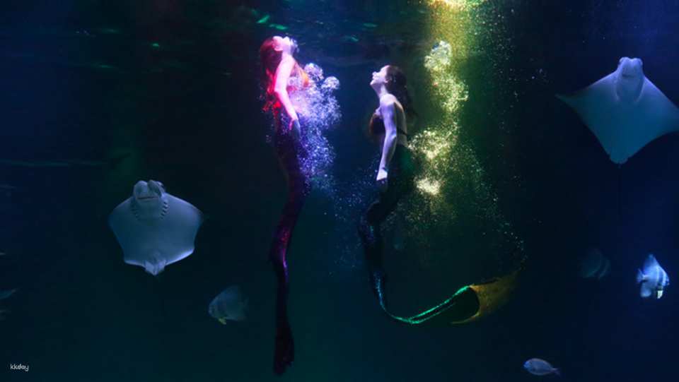 [Ticket Available for Use After 1 Hour of Purchase] Alive Aquarium Daegu Ticket | South Korea
