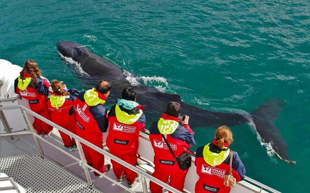Akureyri: 3-Hour Classic Whale Watching Tour by Ship Image 1