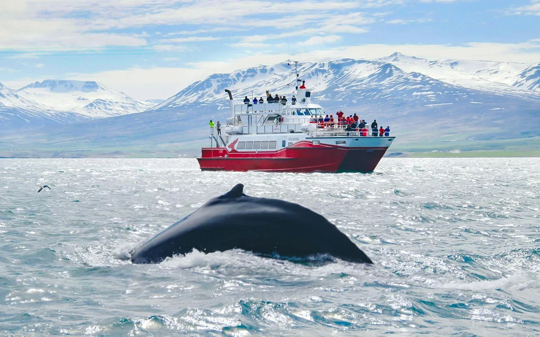 Akureyri: 3-Hour Classic Whale Watching Tour by Ship Image 2
