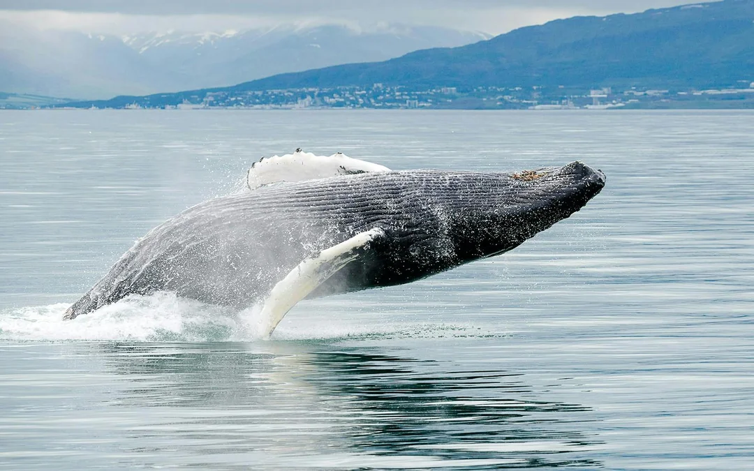 Akureyri: 3-Hour Classic Whale Watching Tour by Ship Image 3