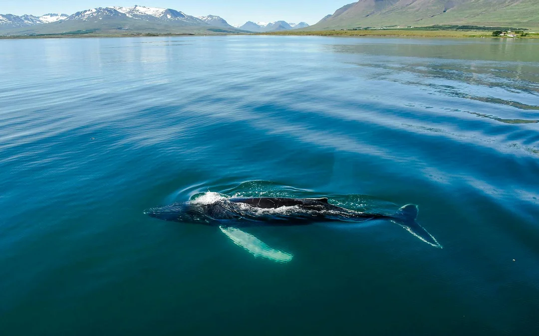 Akureyri: 3-Hour Classic Whale Watching Tour by Ship Image 5