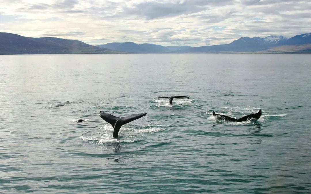 Akureyri: 3-Hour Classic Whale Watching Tour by Ship Image 6