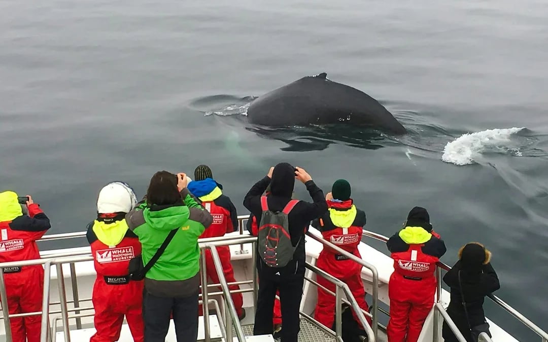 Akureyri: 3-Hour Classic Whale Watching Tour by Ship Image 7