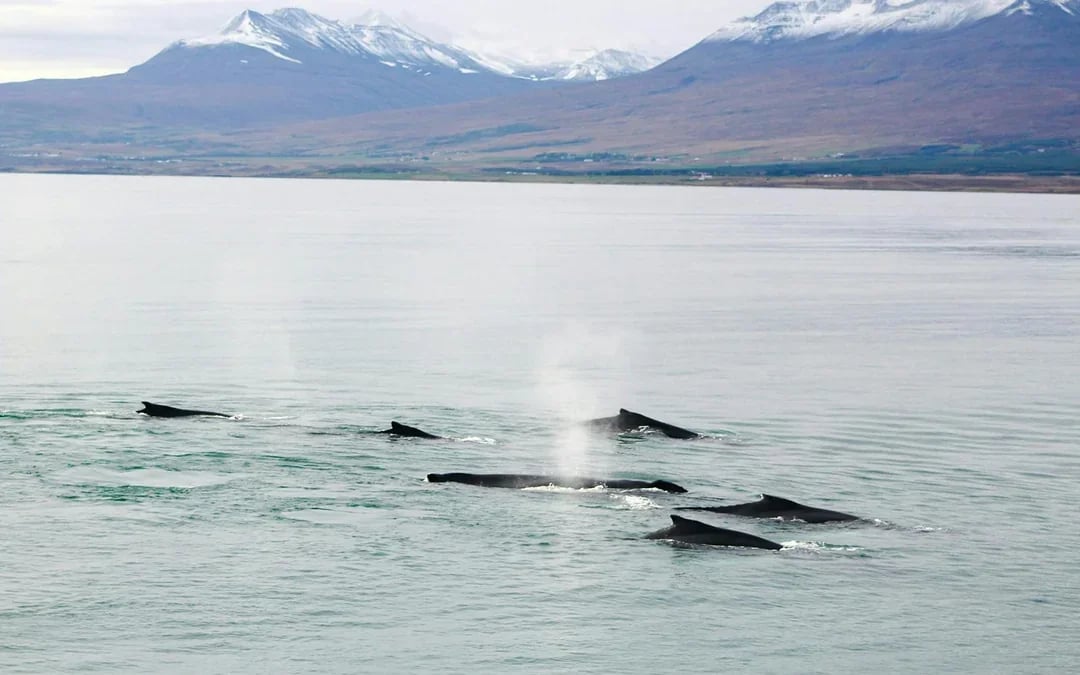 Akureyri: 3-Hour Classic Whale Watching Tour by Ship Image 8