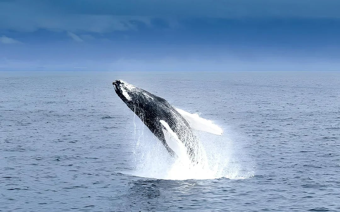 Akureyri: Whale Watching Boat Tour Image 1