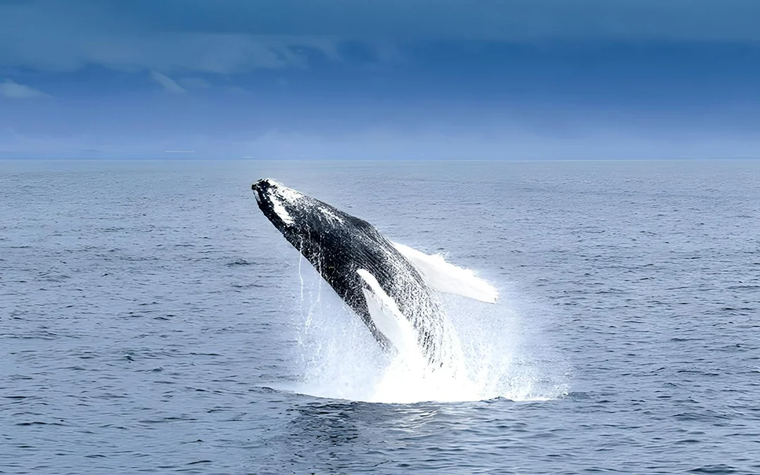 Akureyri: Whale Watching Boat Tour Image 1