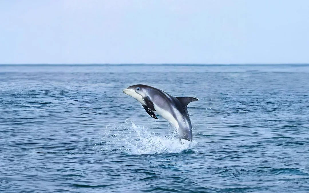 Akureyri: Whale Watching Boat Tour Image 3
