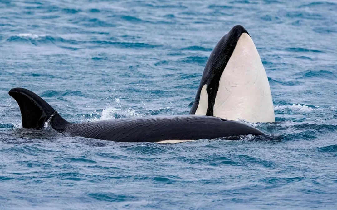 Akureyri: Whale Watching Boat Tour Image 6