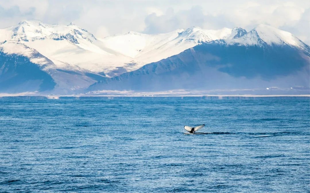 Akureyri: Whale Watching Boat Tour Image 7