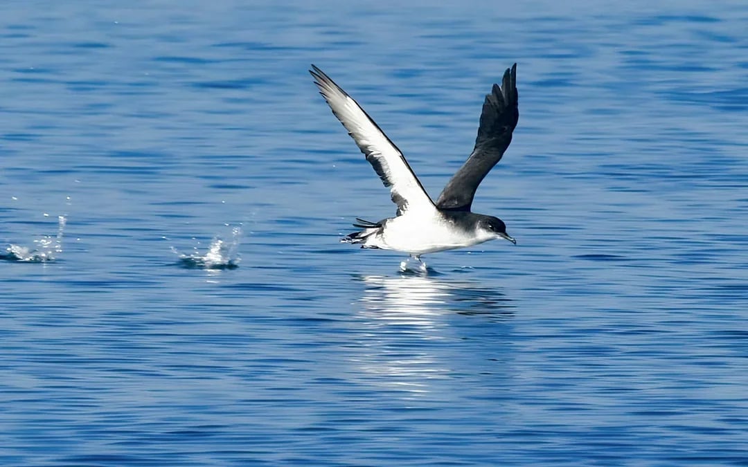 Akureyri: Whale Watching Boat Tour Image 9