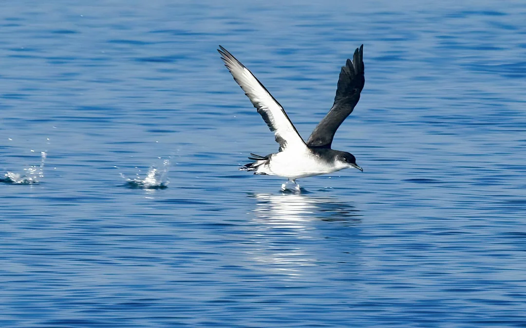 Akureyri: Whale Watching Boat Tour Image 9