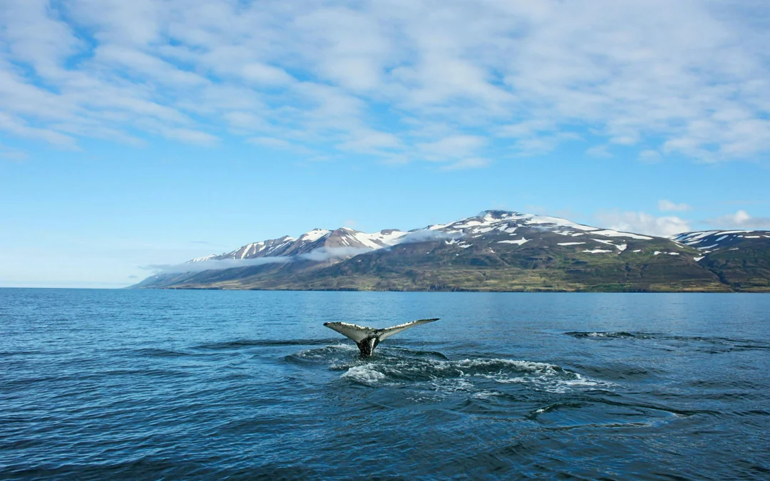 Akureyri: Whale Watching Small Group Boat Tour Image 3