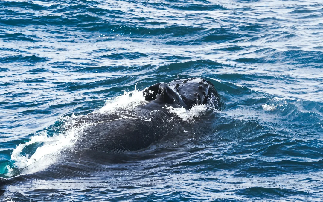 Akureyri: Whale Watching Small Group Boat Tour Image 5