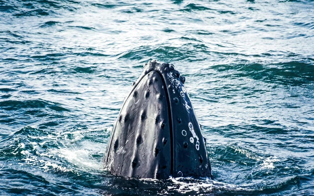 Akureyri: Whale Watching Small Group Boat Tour Image 8