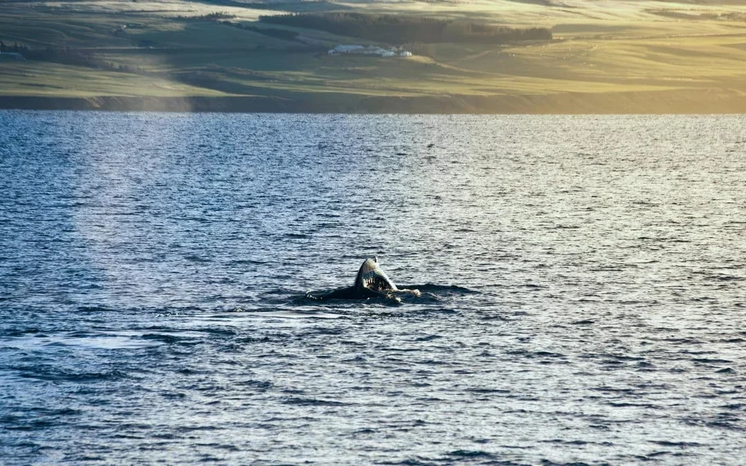 Akureyri: Whale Watching Small Group Boat Tour Image 9