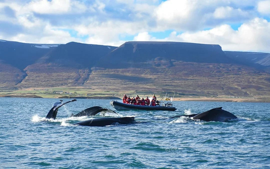 Akureyri: Whale Watching Tour on RIB Speedboat Image 1