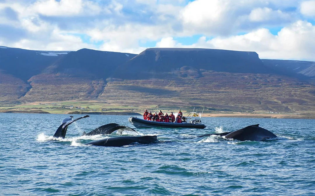 Akureyri: Whale Watching Tour on RIB Speedboat Image 1