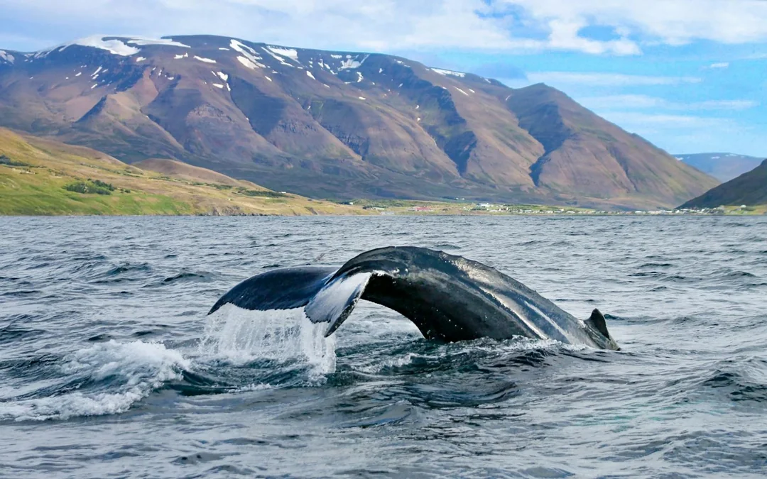 Akureyri: Whale Watching Tour on RIB Speedboat Image 2