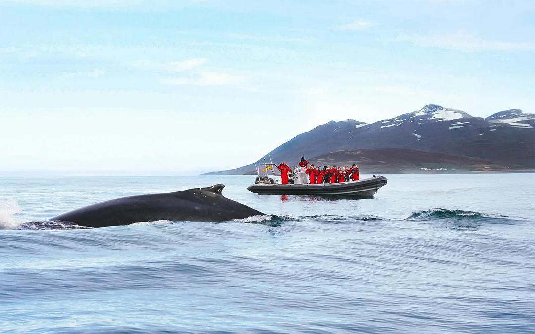 Akureyri: Whale Watching Tour on RIB Speedboat Image 11