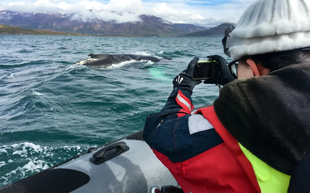 Akureyri: Whale Watching Tour on RIB Speedboat Image 3