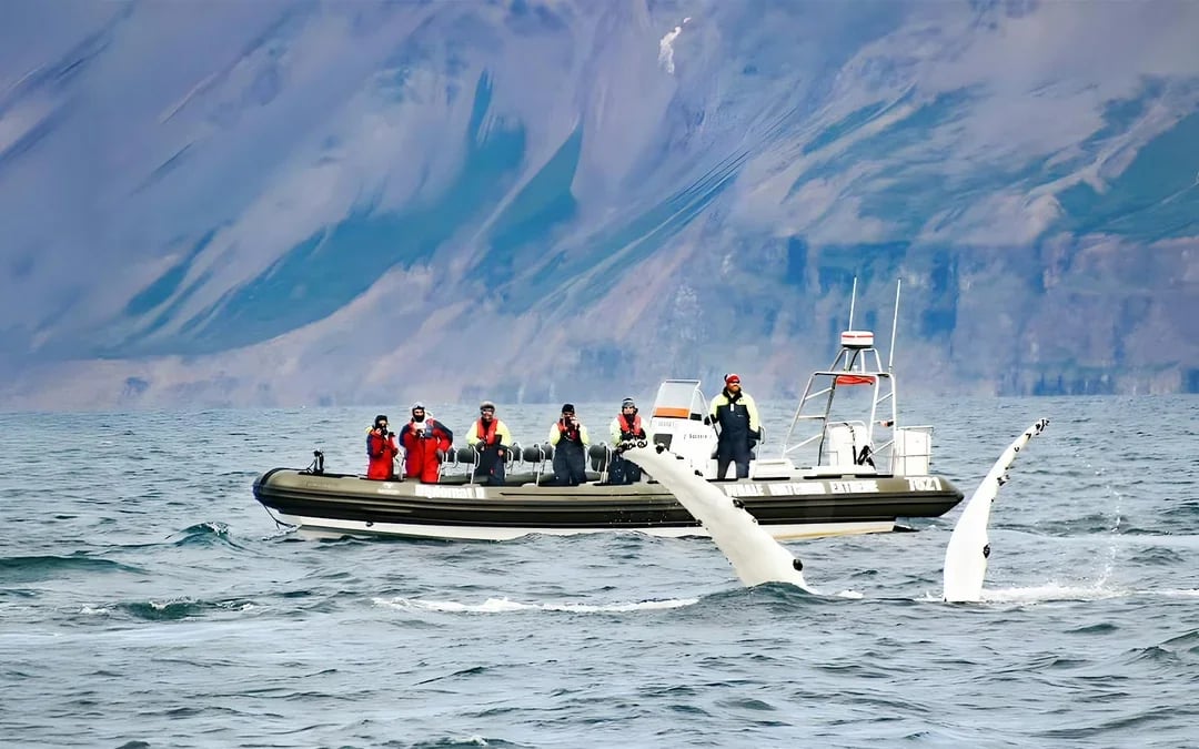 Akureyri: Whale Watching Tour on RIB Speedboat Image 4