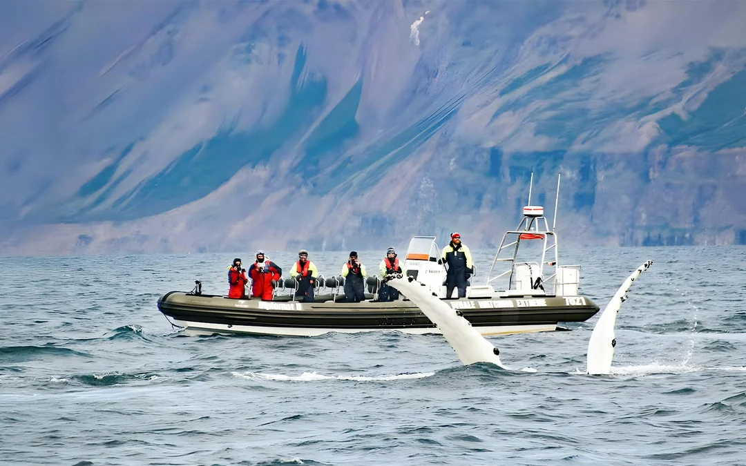 Akureyri: Whale Watching Tour on RIB Speedboat Image 4