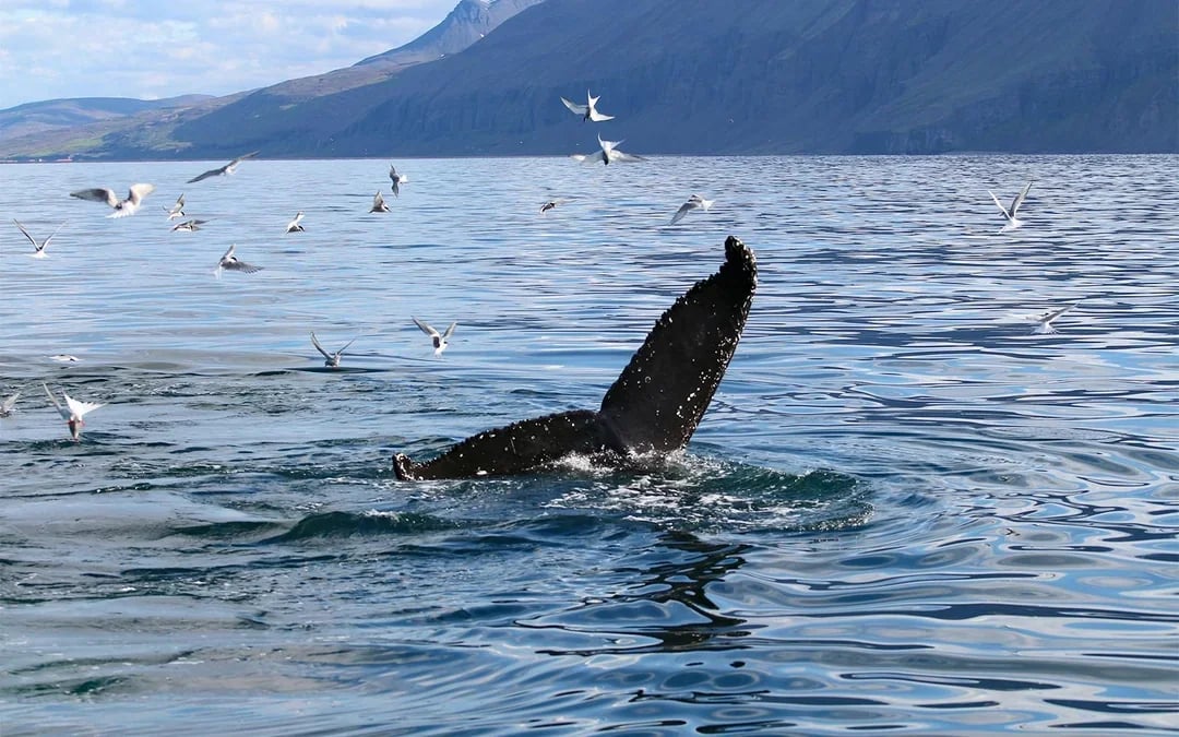 Akureyri: Whale Watching Tour on RIB Speedboat Image 6