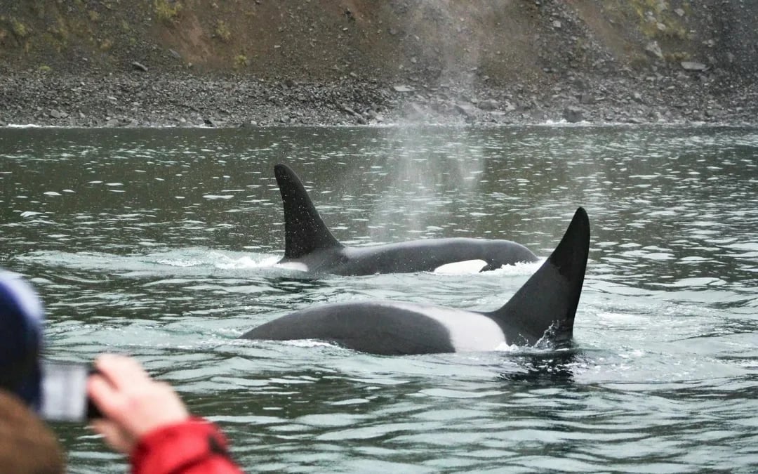Akureyri: Whale Watching Tour on RIB Speedboat Image 7