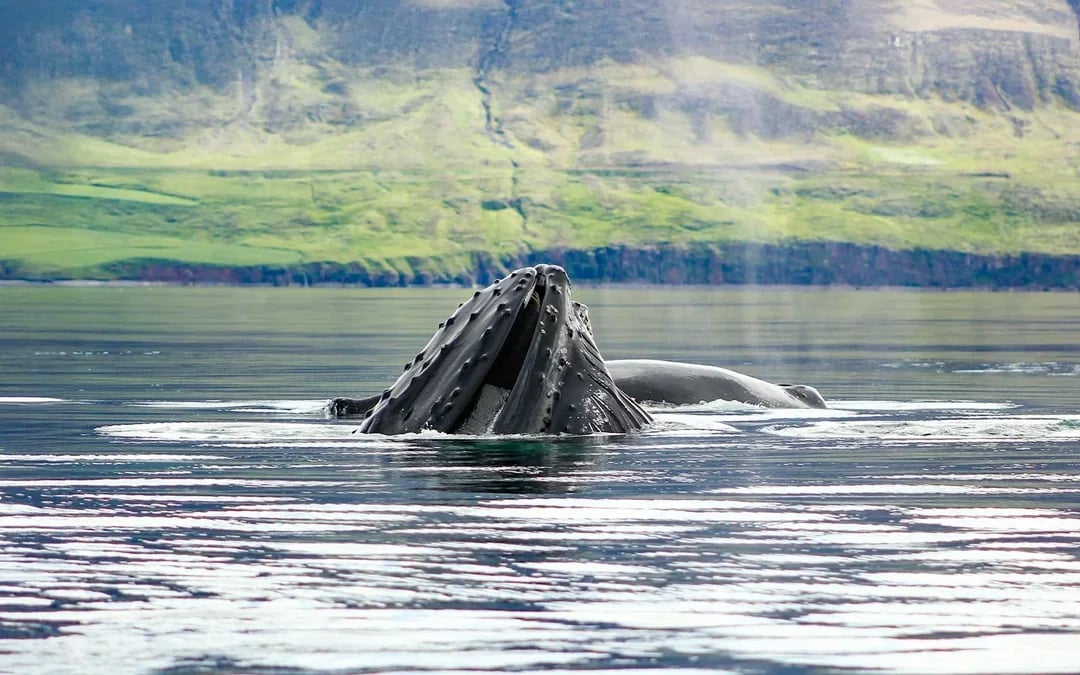 Akureyri: Whale Watching Tour on RIB Speedboat Image 8