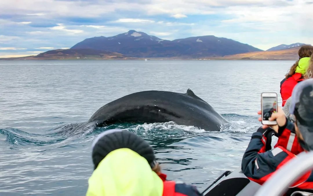 Akureyri: Whale Watching Tour on RIB Speedboat Image 9