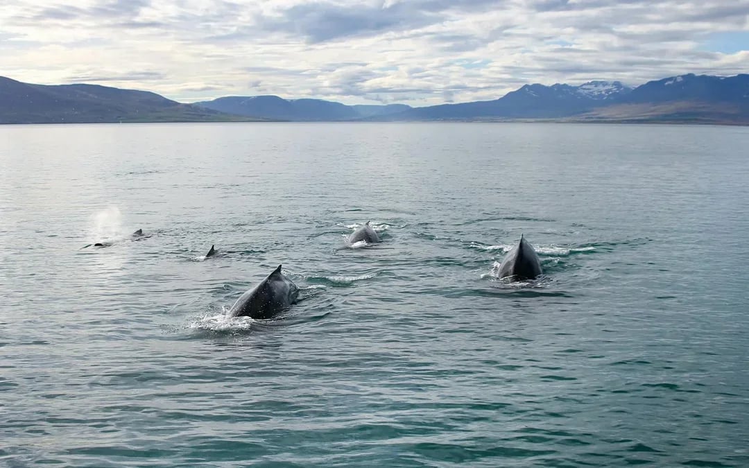 Akureyri: Whale Watching Tour on RIB Speedboat Image 10