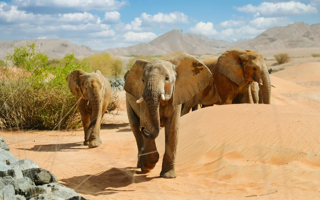 Al Ain Zoo Tickets Image 4