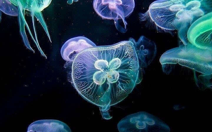 Alanya Aquarium and Fun Park Tour All Inclusive with Hotel Pickup Image 8
