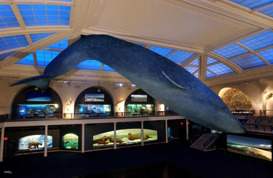 COMBO: American Museum of Natural History + The Museum of Modern Art (MoMA) Tickets
