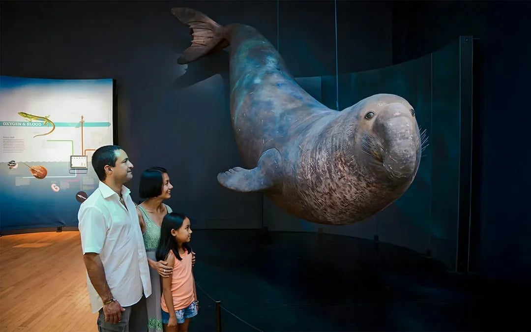 American Museum of Natural History Tickets + 1 Ticketed Exhibition Image 6