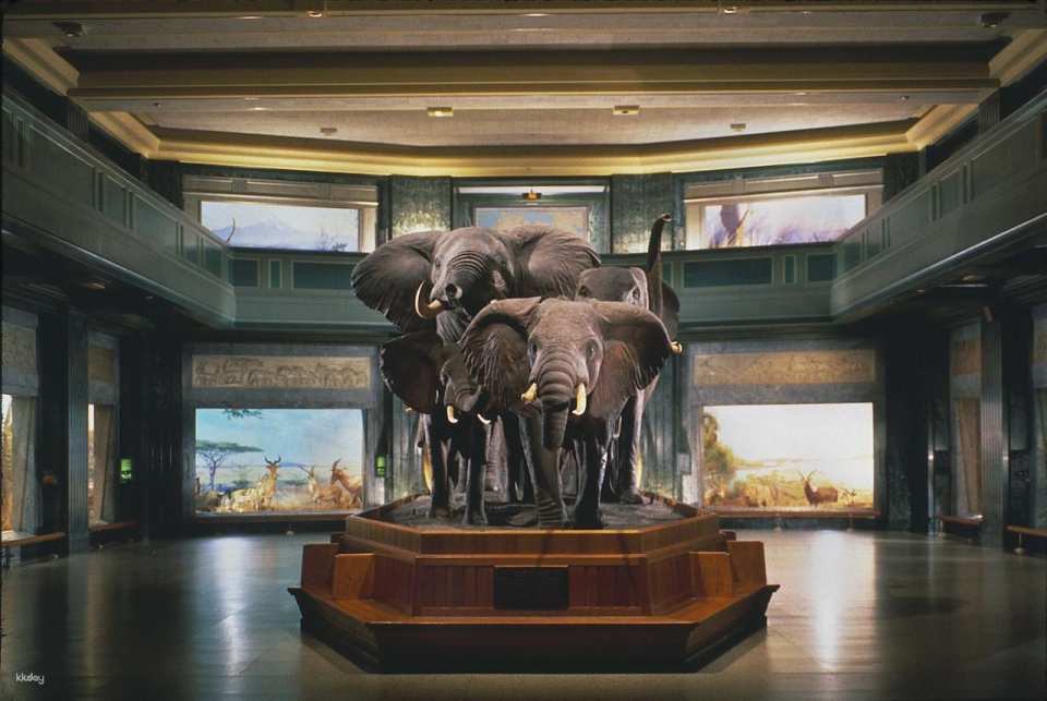 American Museum of Natural History Ticket