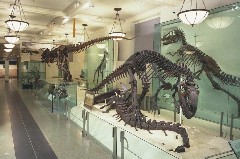 American Museum of Natural History Ticket