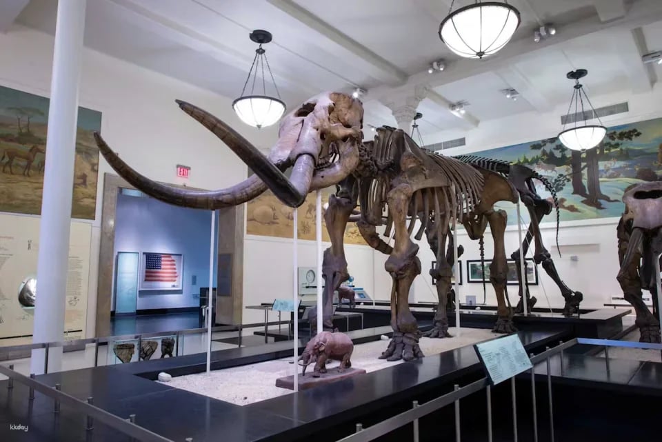 American Museum of Natural History Ticket | New York