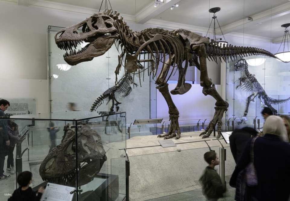 American Museum of Natural History Ticket