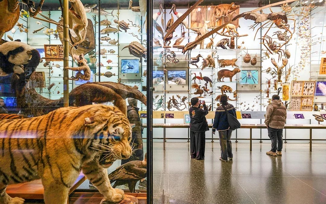 American Museum of Natural History Tickets Image 6