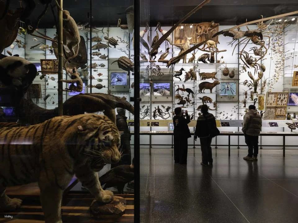 American Museum of Natural History Ticket